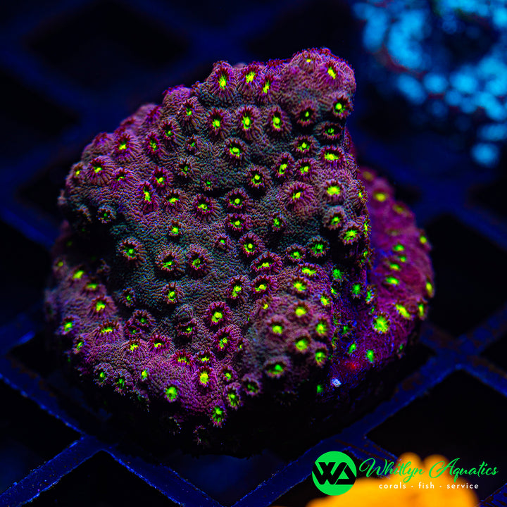 Bling Bling Cyphastrea (WYSIWYG)