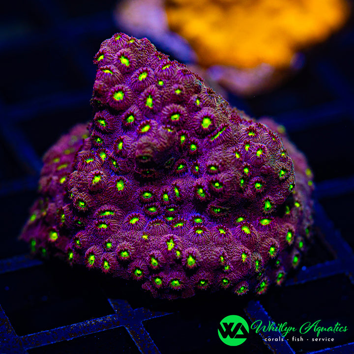 Bling Bling Cyphastrea