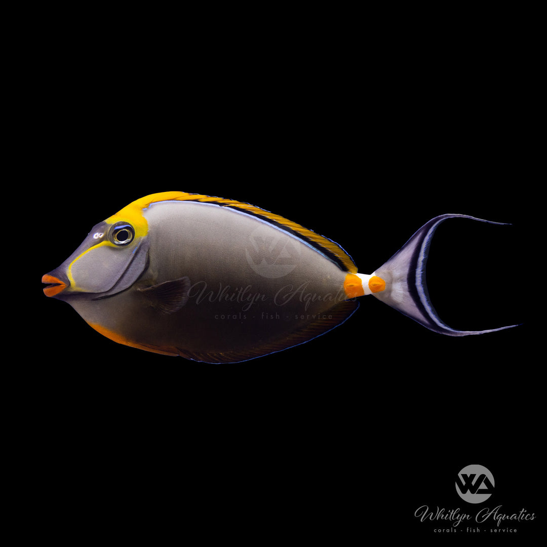 Blonde Naso Tang Show SIze - Naso elegans