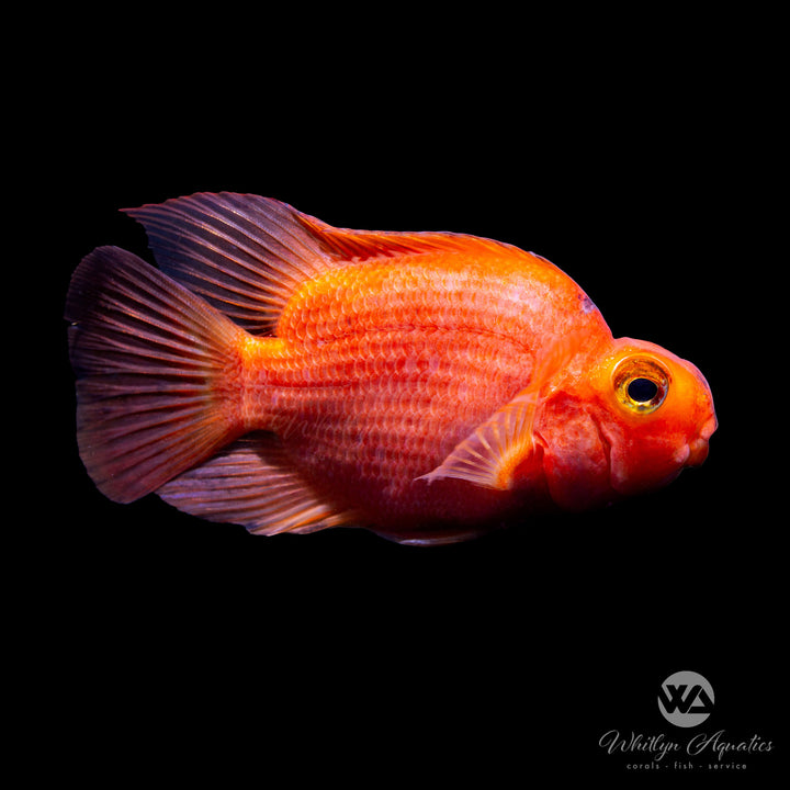 Blood Red Parrot - Amphilophus citrinellus - Whitlyn Aquatics