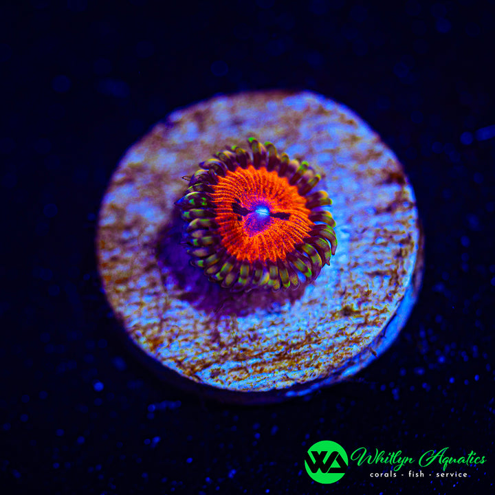Bloodsucker Zoanthid (Aquacultured)