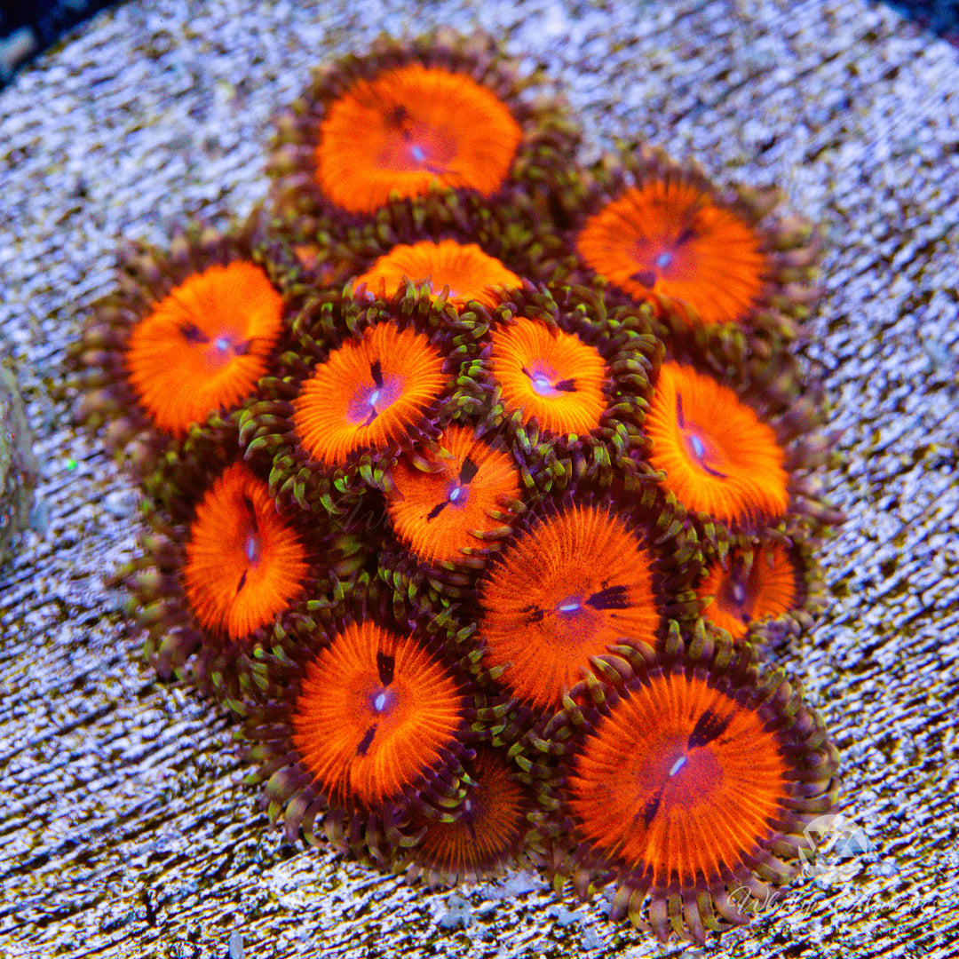 Bloodsucker Zoanthid (Aquacultured)
