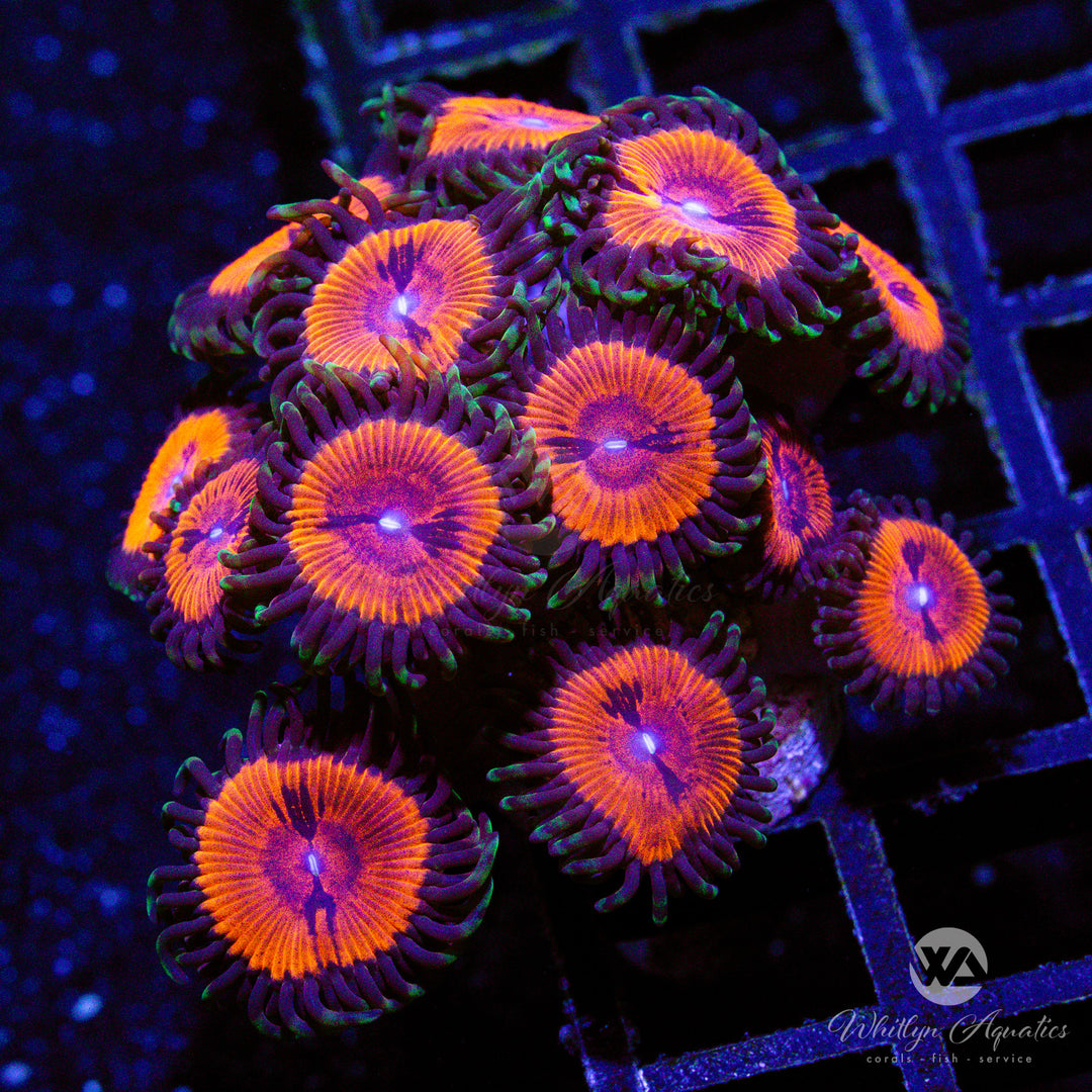 Bloodsucker Zoanthid (Aquacultured)