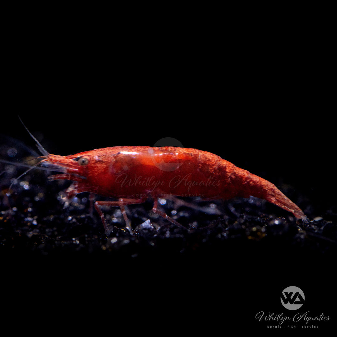 Bloody Mary Shrimp - Neocaridina davidi