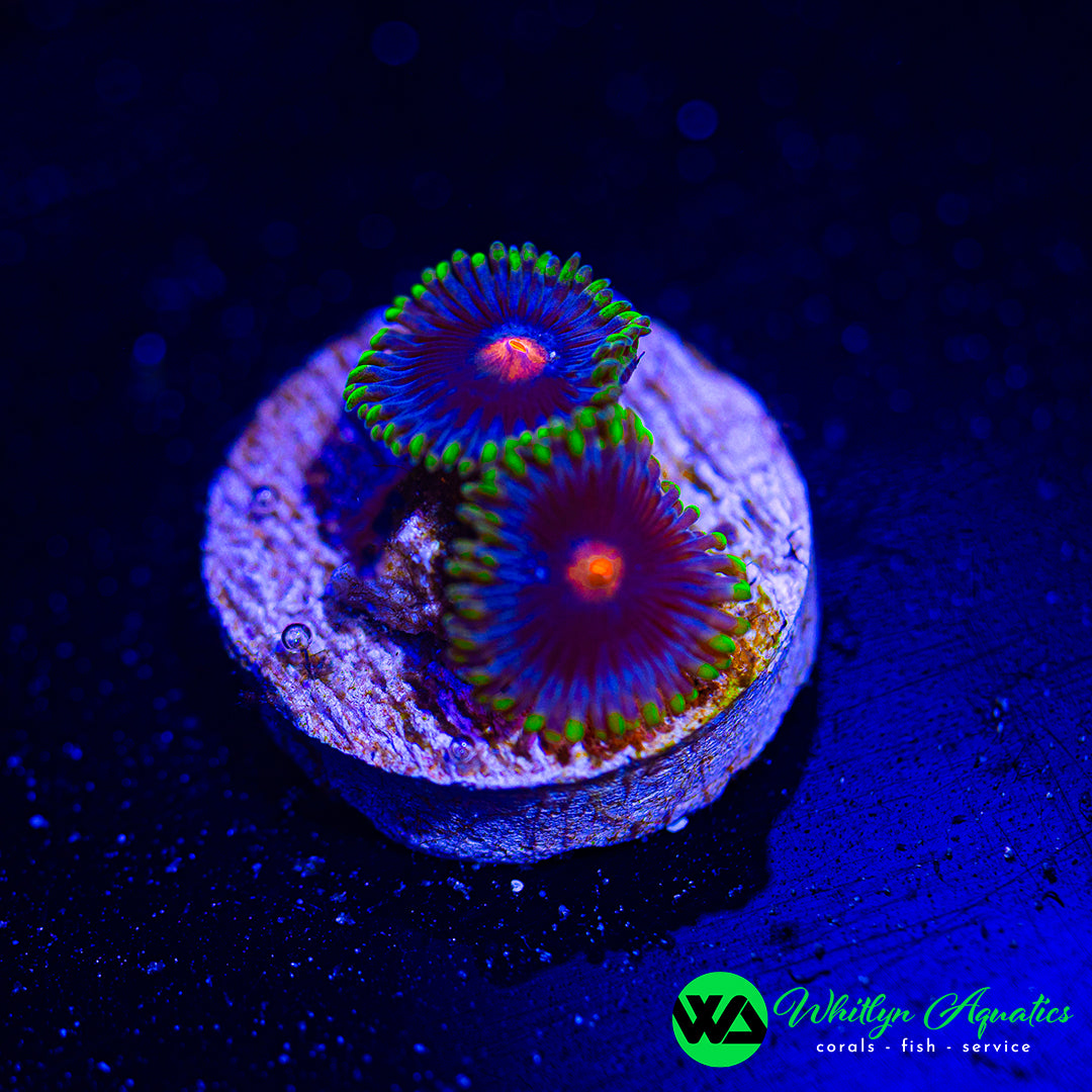 Blow Pop Zoanthid (Aquacultured)