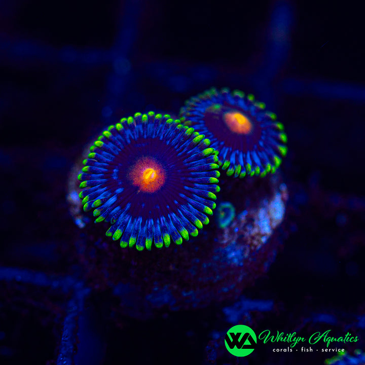 Blow Pop Zoanthid (Aquacultured)