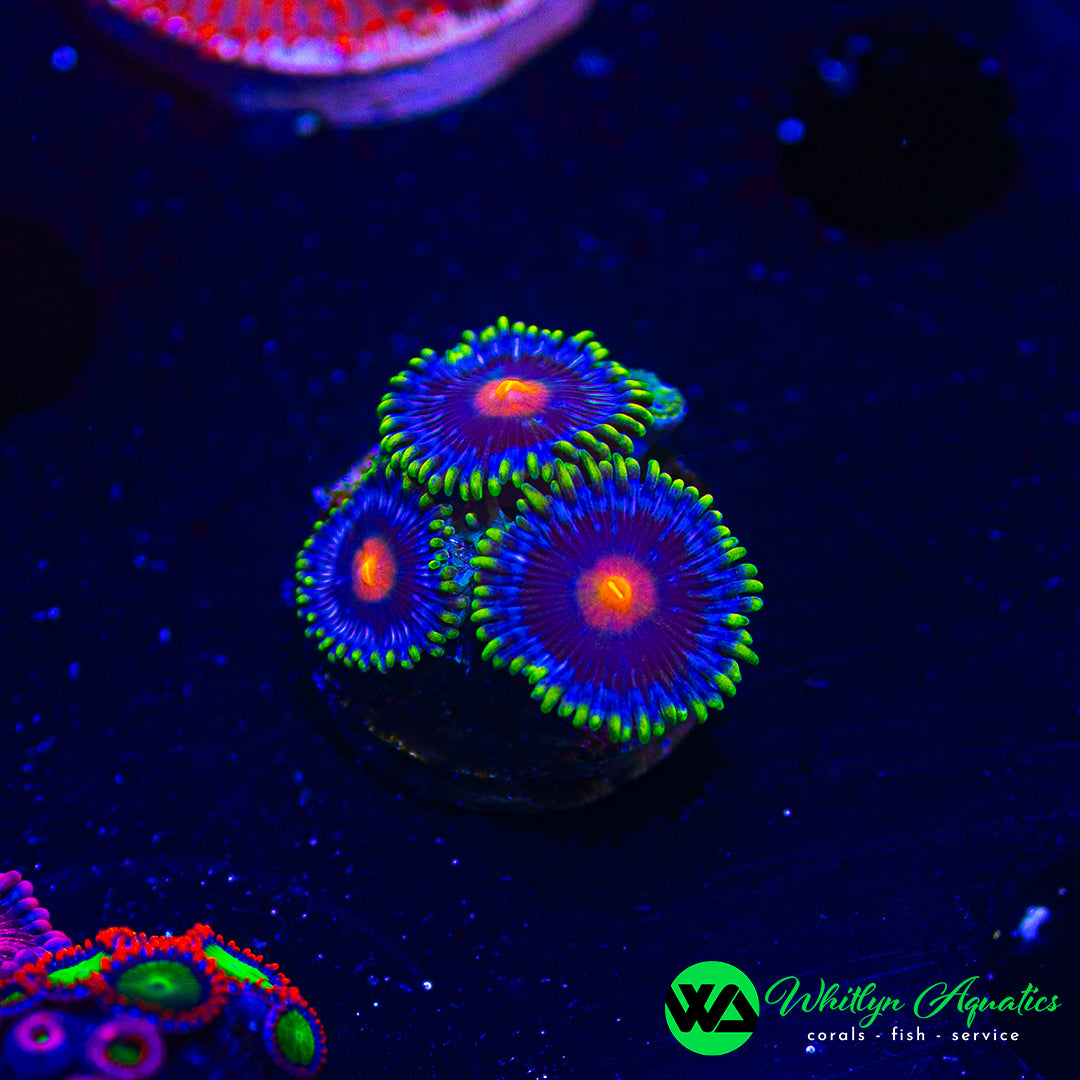 Blow Pop Zoanthid (Aquacultured)