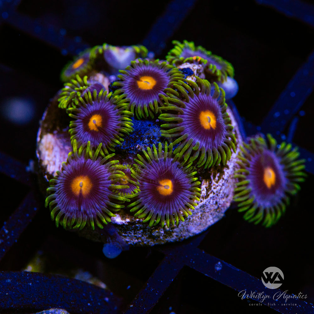 Blowpop Zoa Frag