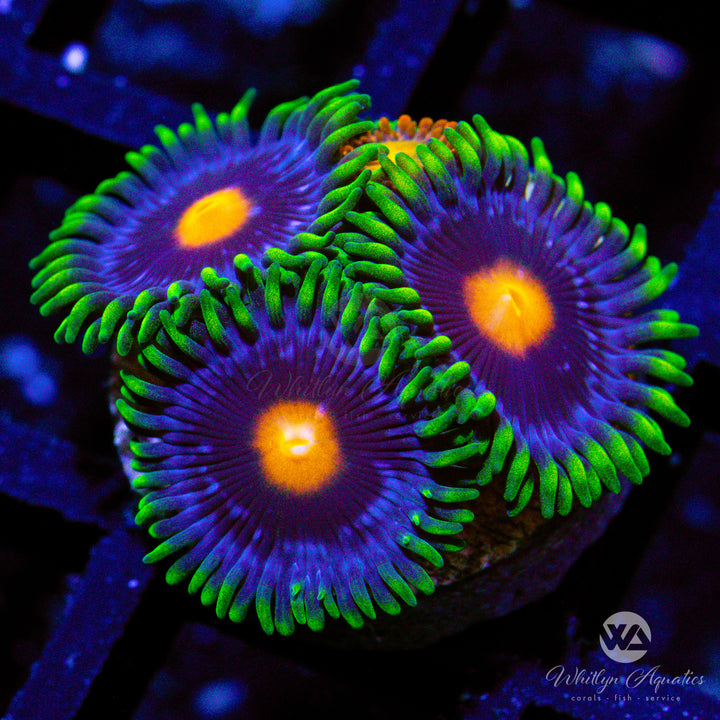 Blow pop Zoanthid (Aquacultured)