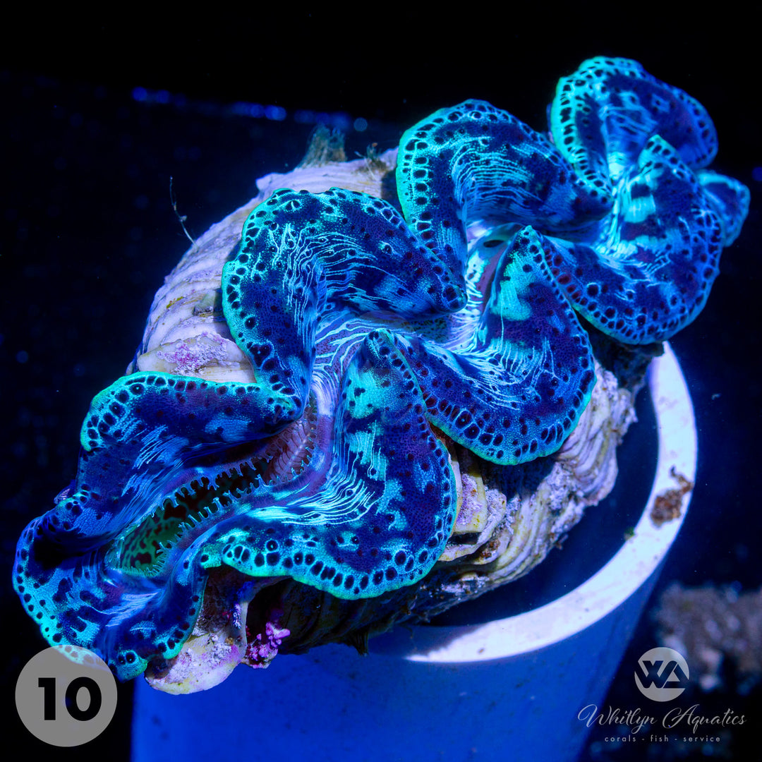 Ultra Blue Maxima Clams (Medium ~5") - WYSIWYG