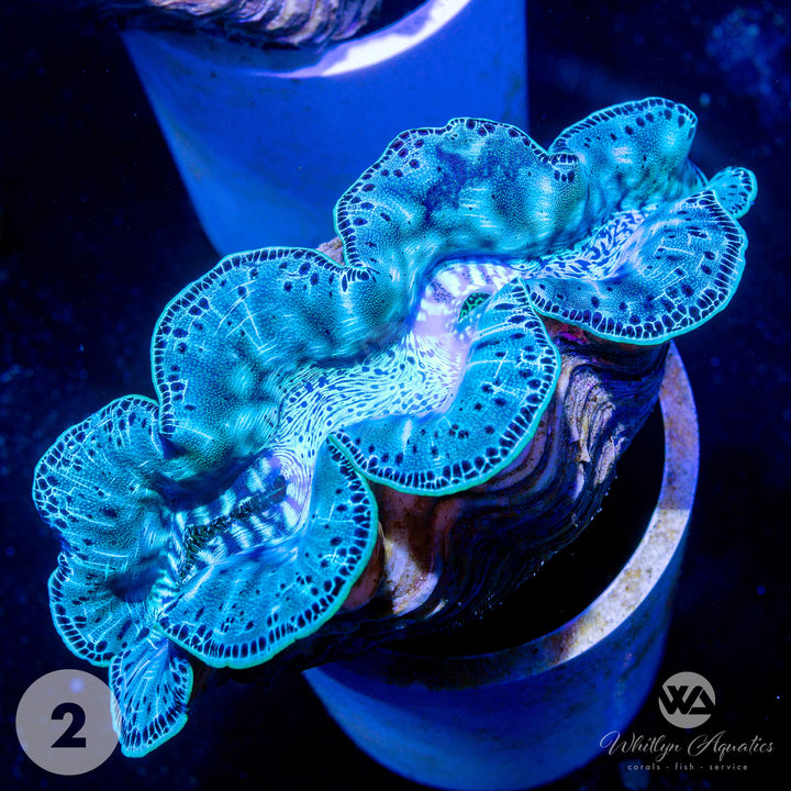 Ultra Blue Maxima Clams (Medium ~5") - WYSIWYG