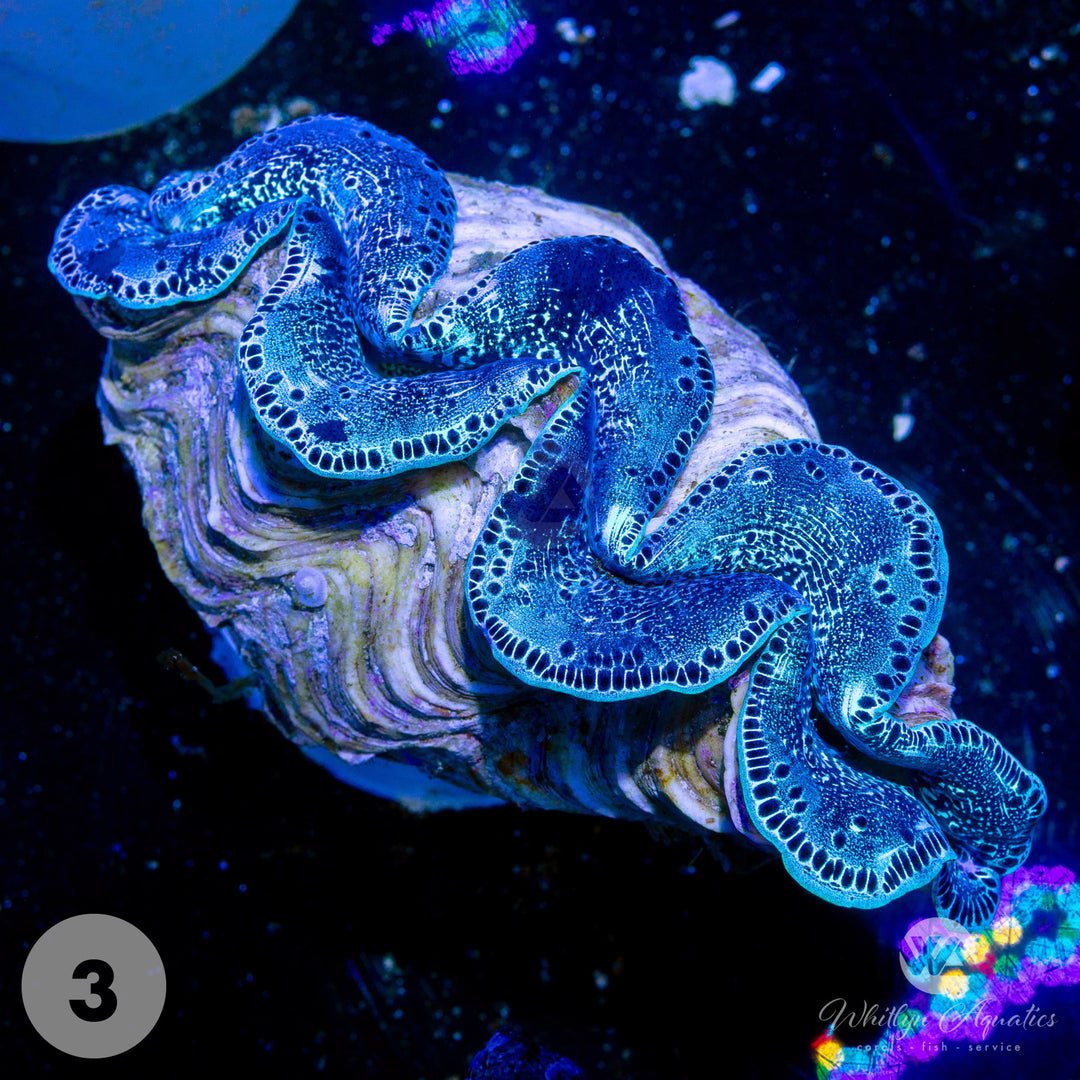 Ultra Blue Maxima Clams (Medium ~5") - WYSIWYG