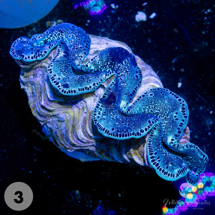 Ultra Blue Maxima Clams (Medium ~5") - WYSIWYG