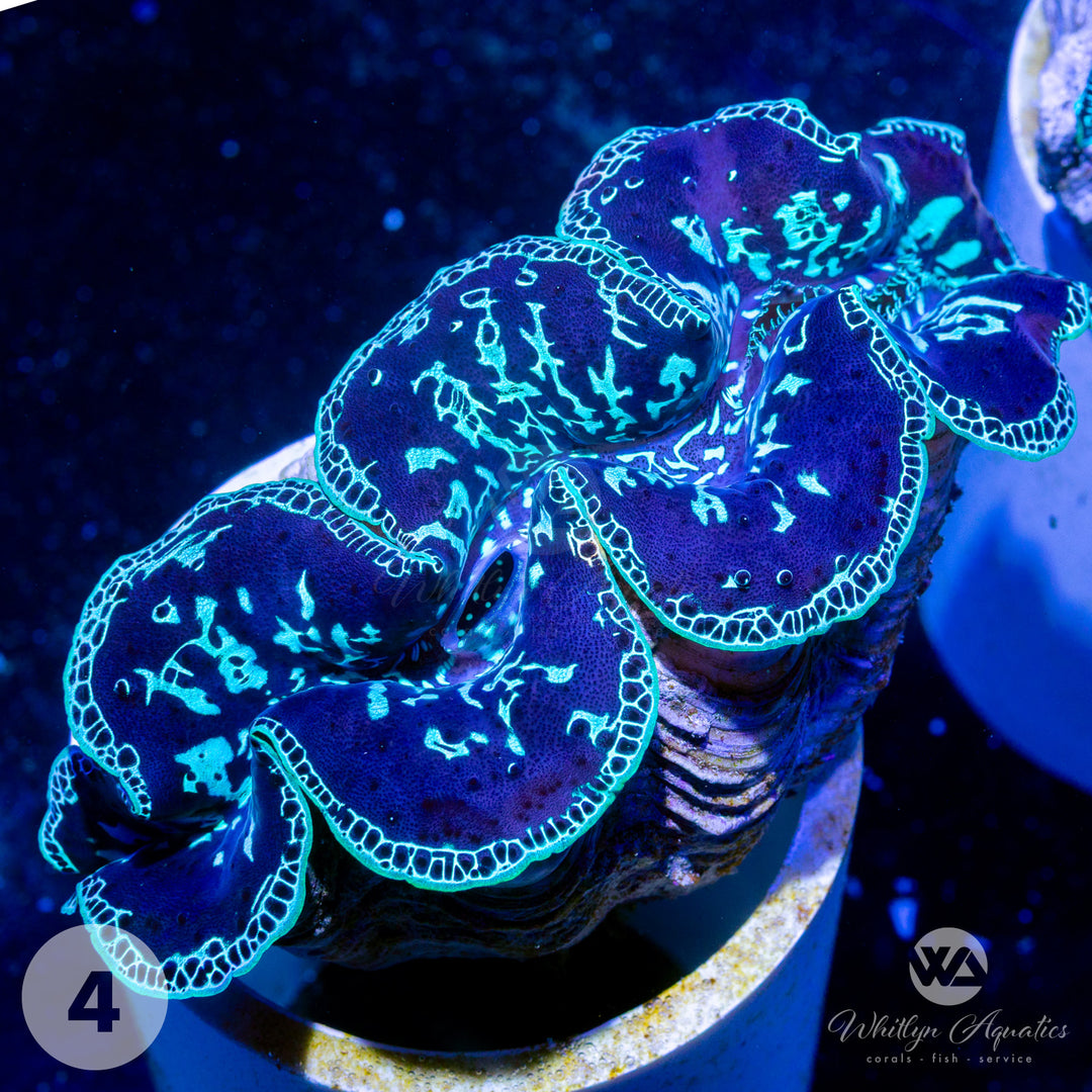 Ultra Blue Maxima Clams (Medium ~5") - WYSIWYG