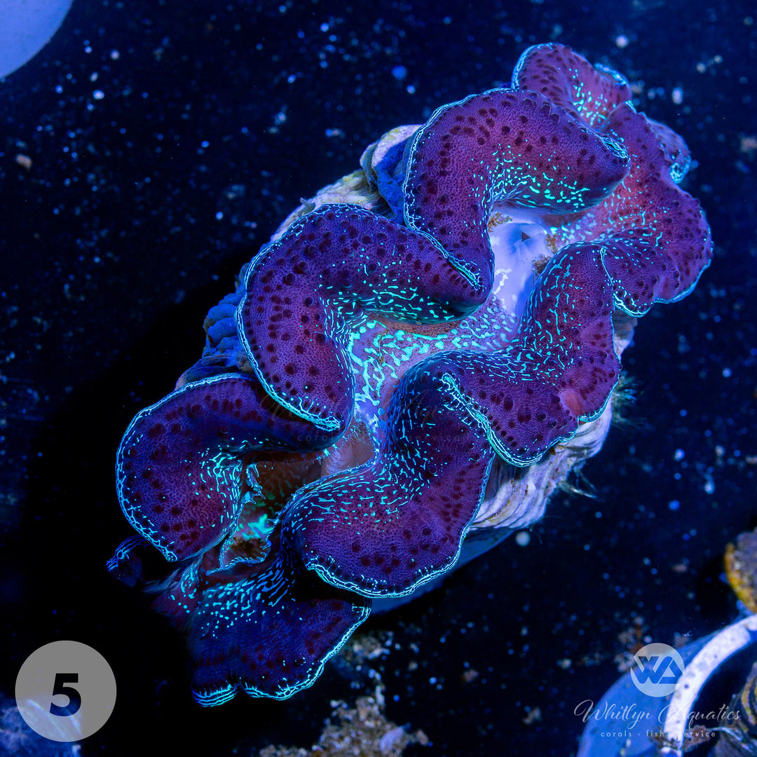Ultra Blue Maxima Clams (Medium ~5") - WYSIWYG