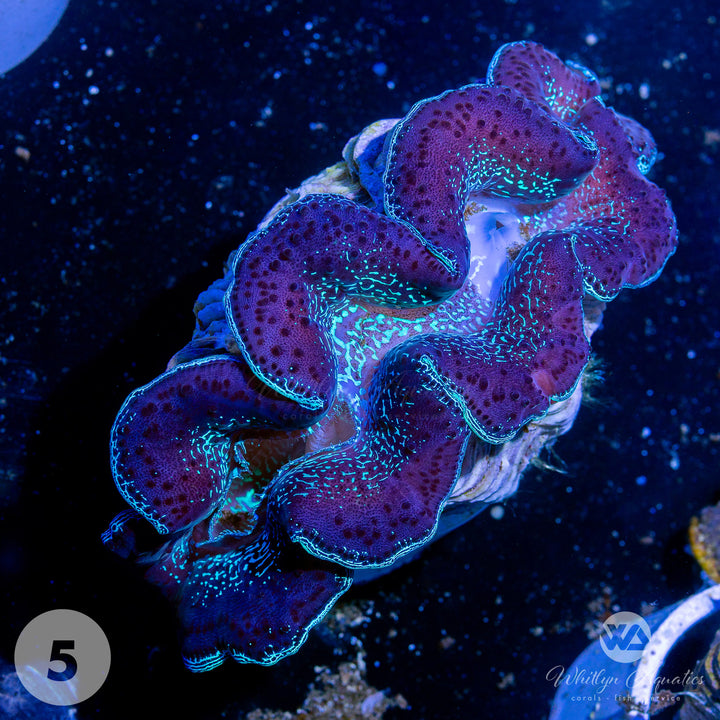 Ultra Blue Maxima Clams (Medium ~5") - WYSIWYG
