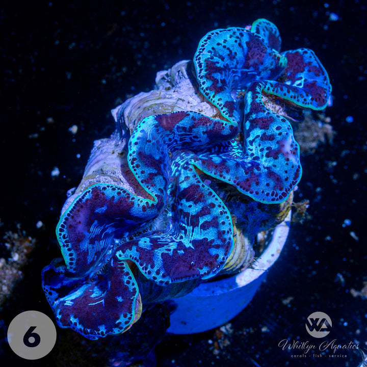 Ultra Blue Maxima Clams (Medium ~5") - WYSIWYG