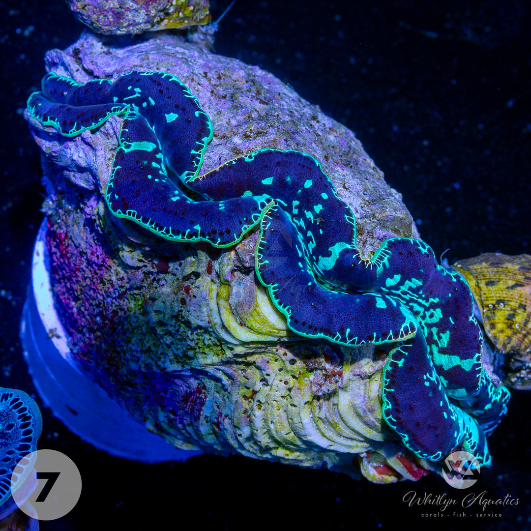 Ultra Blue Maxima Clams (Medium ~5") - WYSIWYG