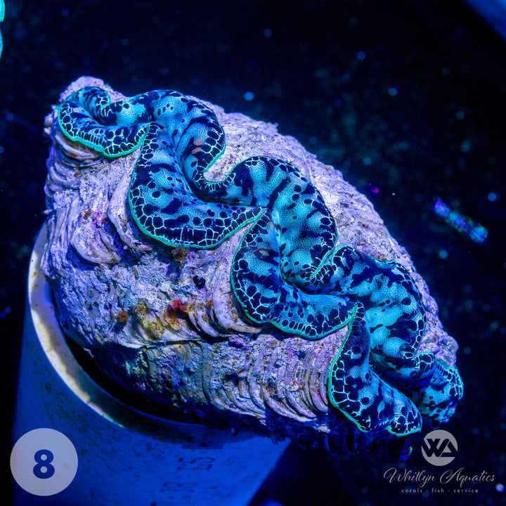 Ultra Blue Maxima Clams (Medium ~5") - WYSIWYG