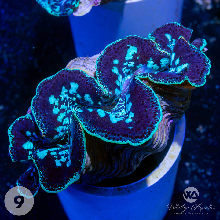 Ultra Blue Maxima Clams (Medium ~5") - WYSIWYG