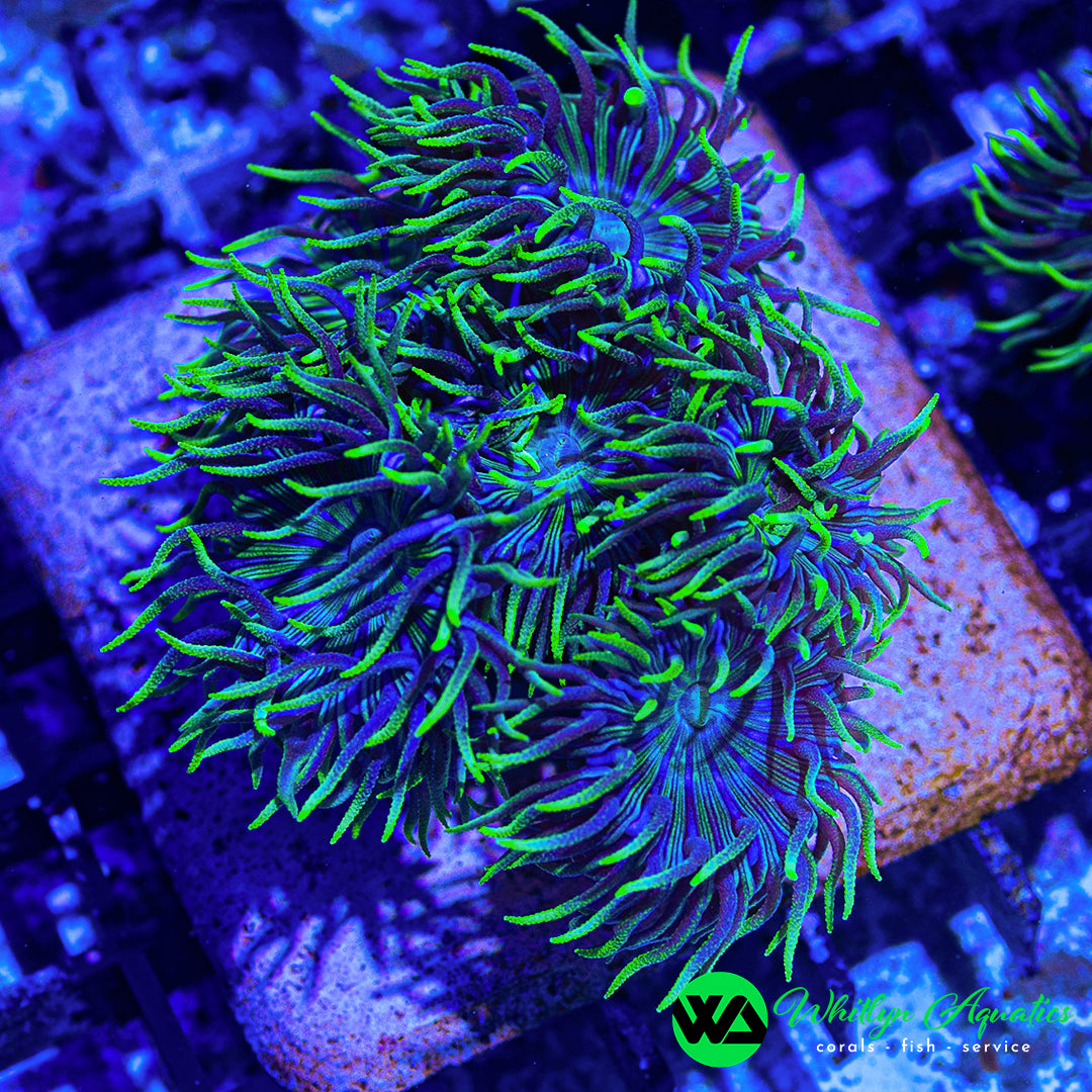 WA Blue Glitter Duncan