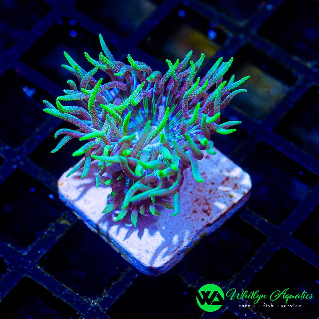 WA Blue Glitter Duncan 2 Polyps (WYSIWYG)