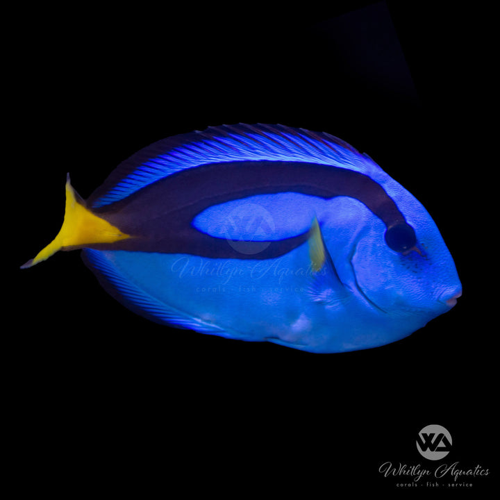 Blue Hippo Tang - Paracanthurus hepatus Large