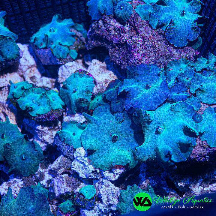 WA Blue Meanie Discosoma Mushroom