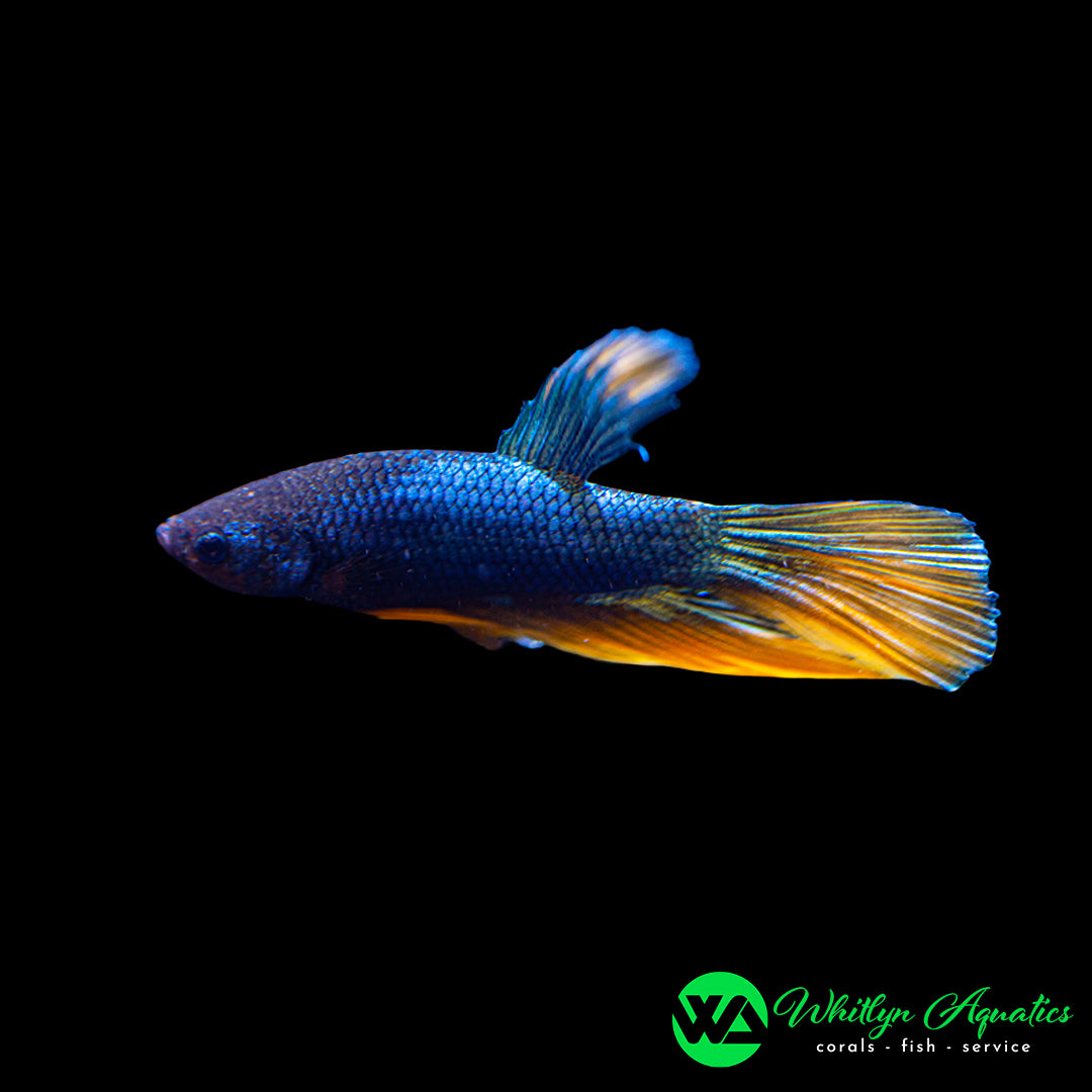Blue Mustard Gas Male Betta