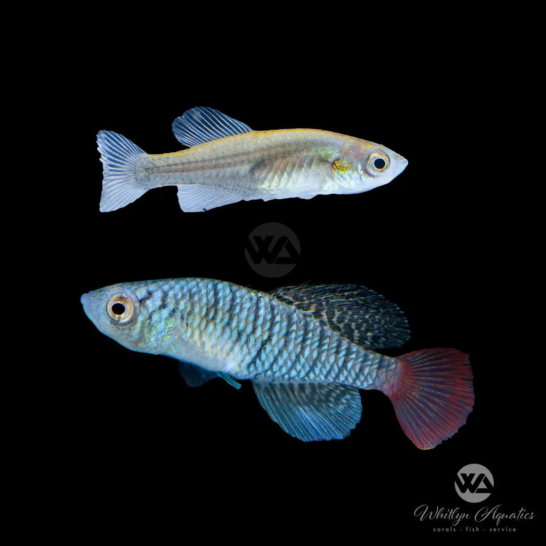 Blue Notho Killifish - Nothobranchius patrizii