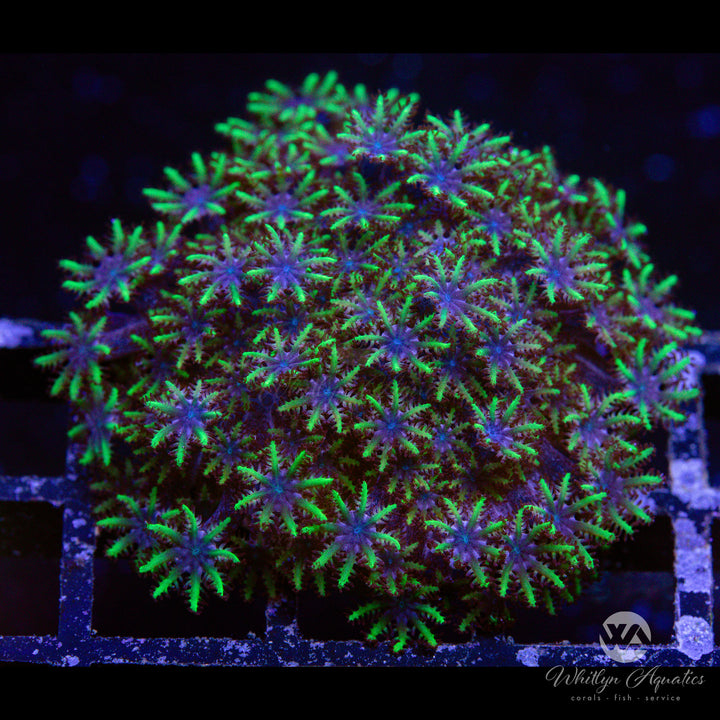 Blue Sympodium