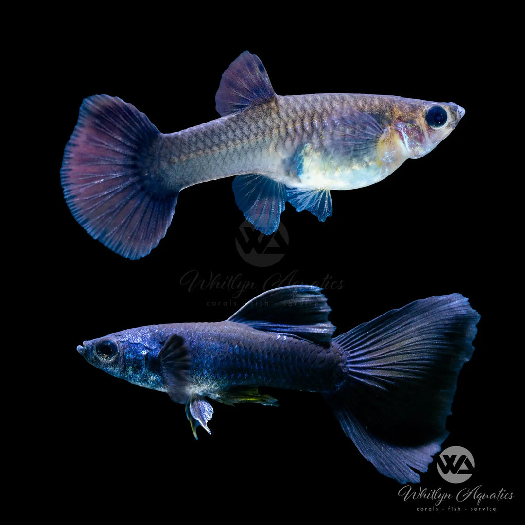 Blue Tarzan Guppy Pair (1M1F)
