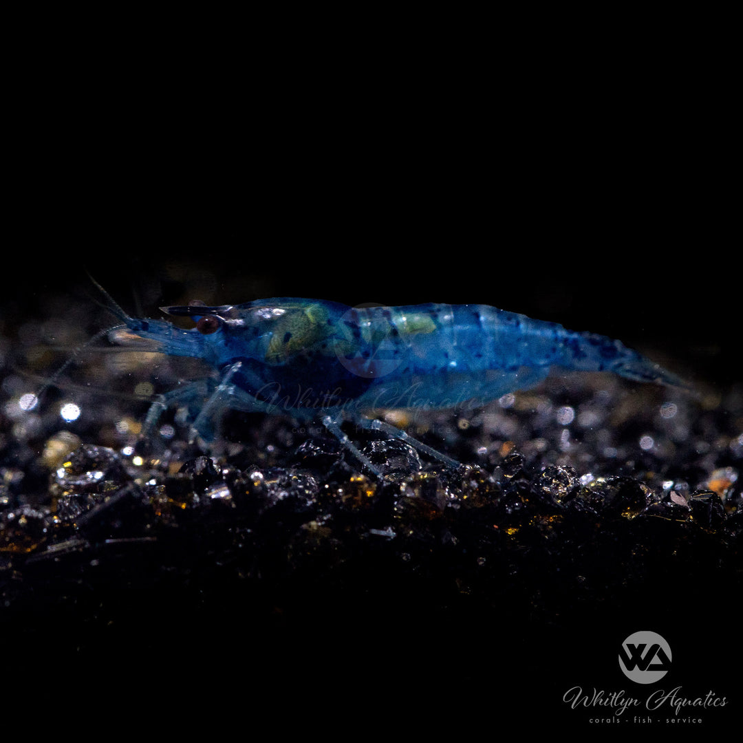 Blue Velvet Shrimp (A-Grade) - Neocaridina davidi