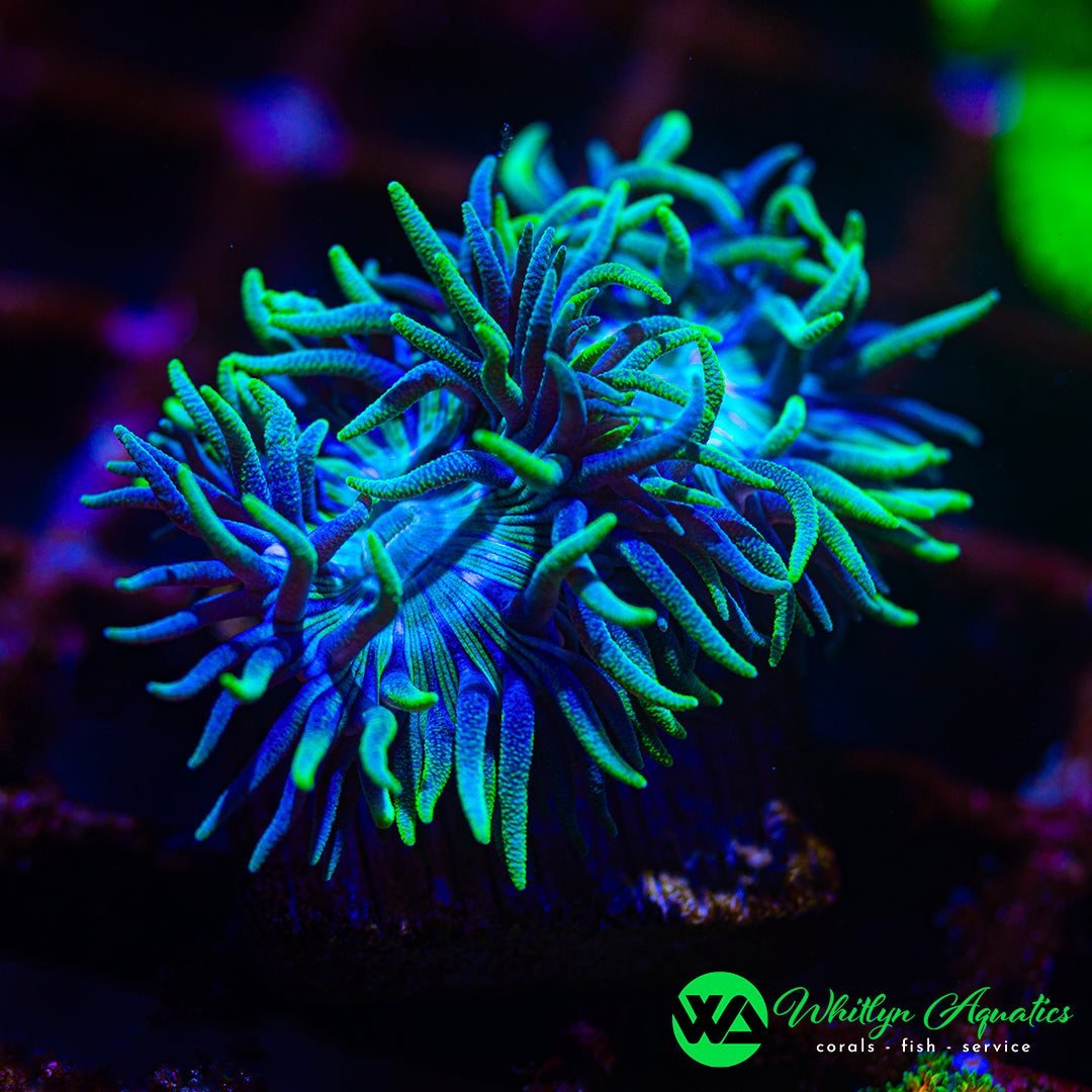 WA Blue Glitter Duncan