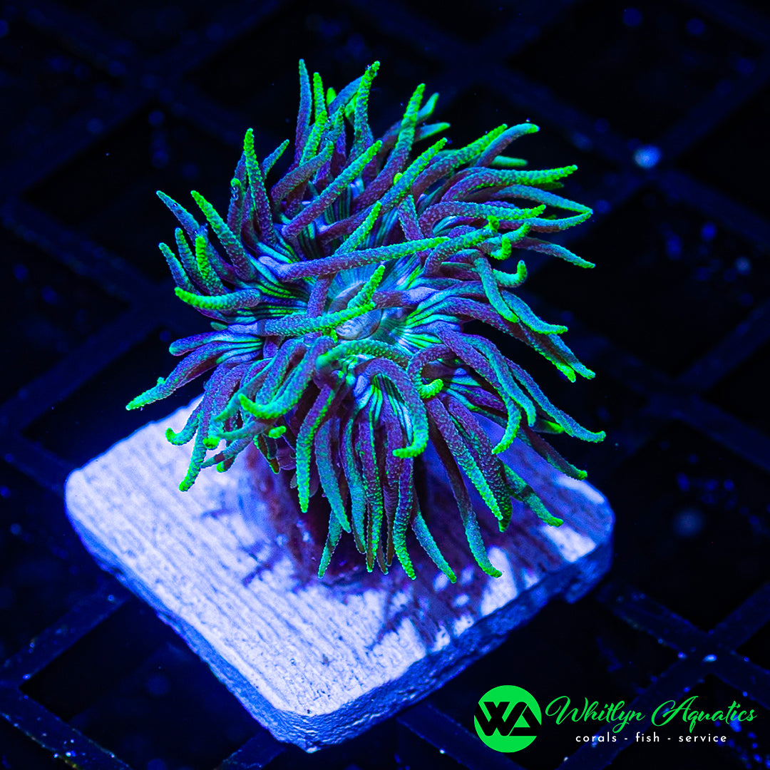 WA Blue Glitter Duncan