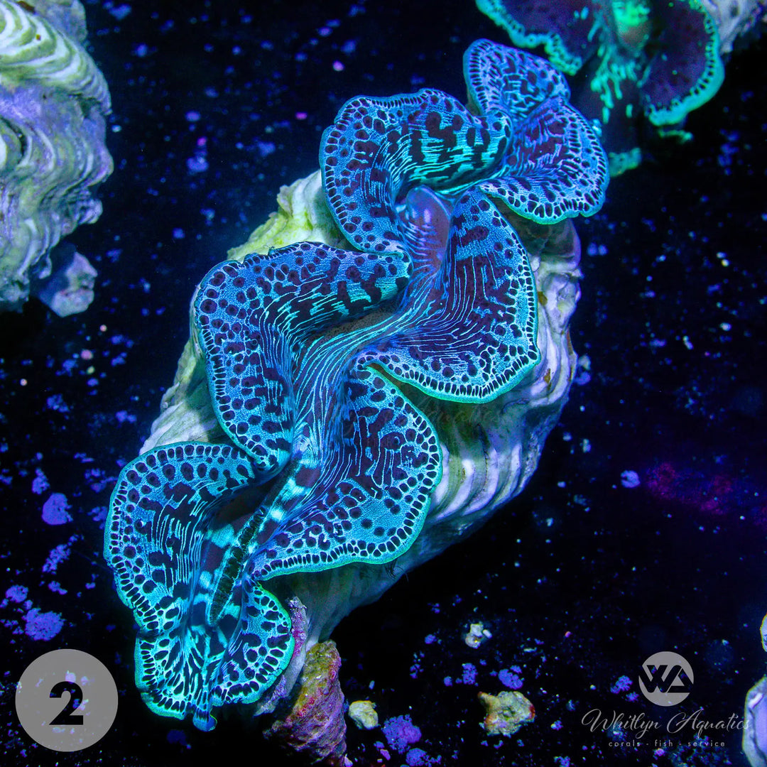 Ultra Blue Maxima Clams (Medium ~5") - WYSIWYG