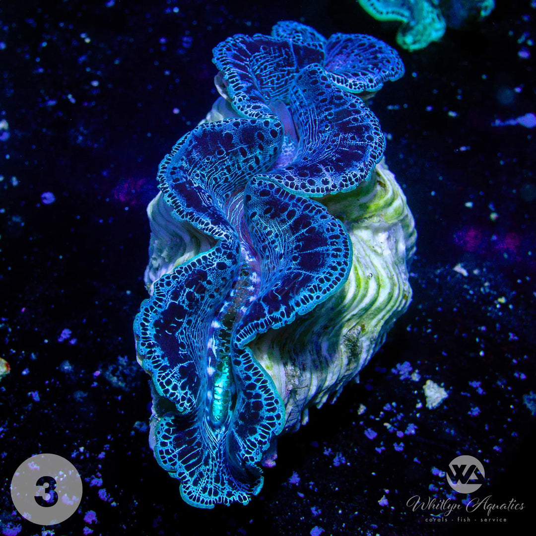 Ultra Blue Maxima Clams (Medium ~5") - WYSIWYG