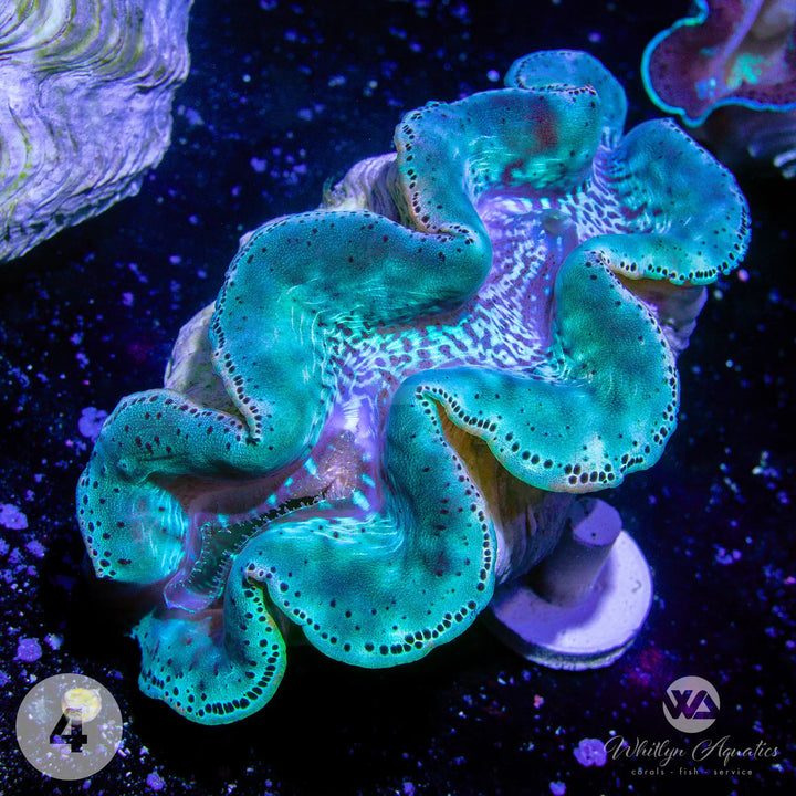 Ultra Blue Maxima Clams (Medium ~5") - WYSIWYG