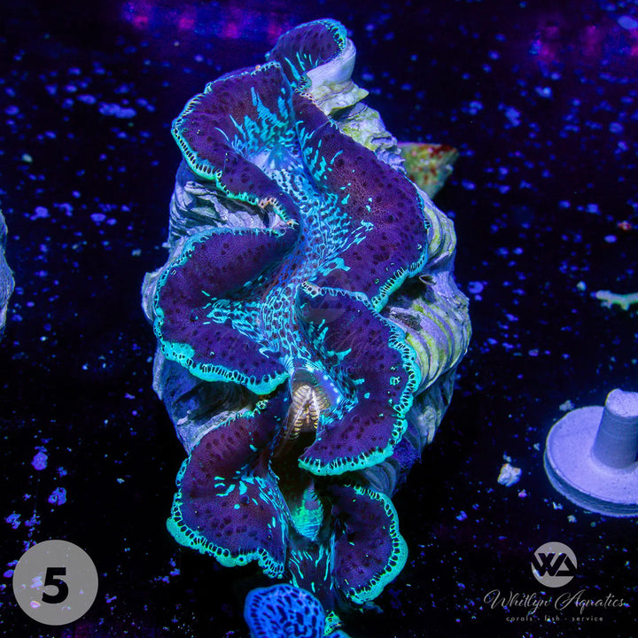 Ultra Blue Maxima Clams (Medium ~5") - WYSIWYG