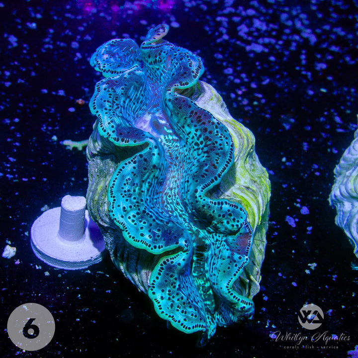 Ultra Blue Maxima Clams (Medium ~5") - WYSIWYG