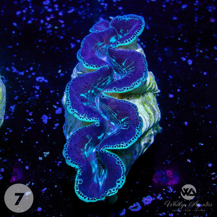 Ultra Blue Maxima Clams (Medium ~5") - WYSIWYG