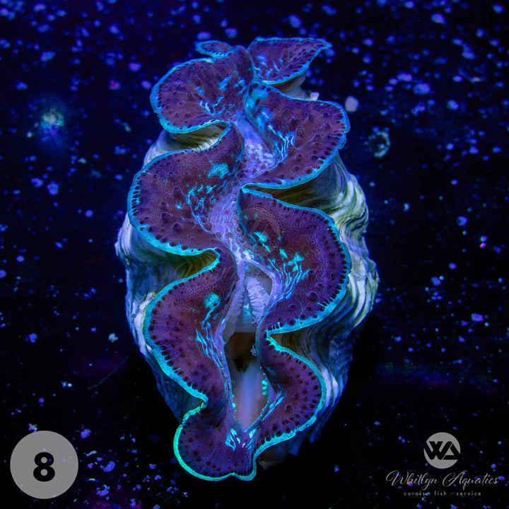 Ultra Blue Maxima Clams (Medium ~5") - WYSIWYG