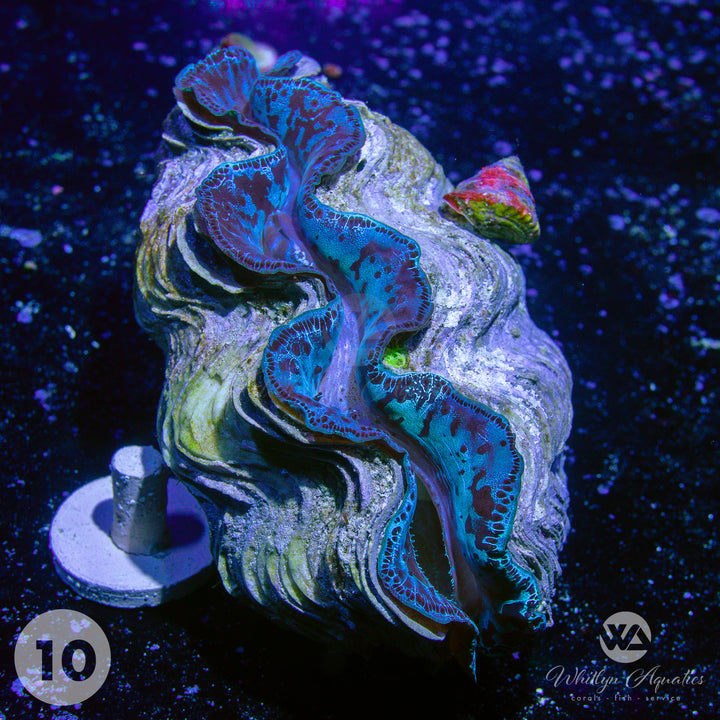 Ultra Blue Maxima Clams (Medium ~5") - WYSIWYG