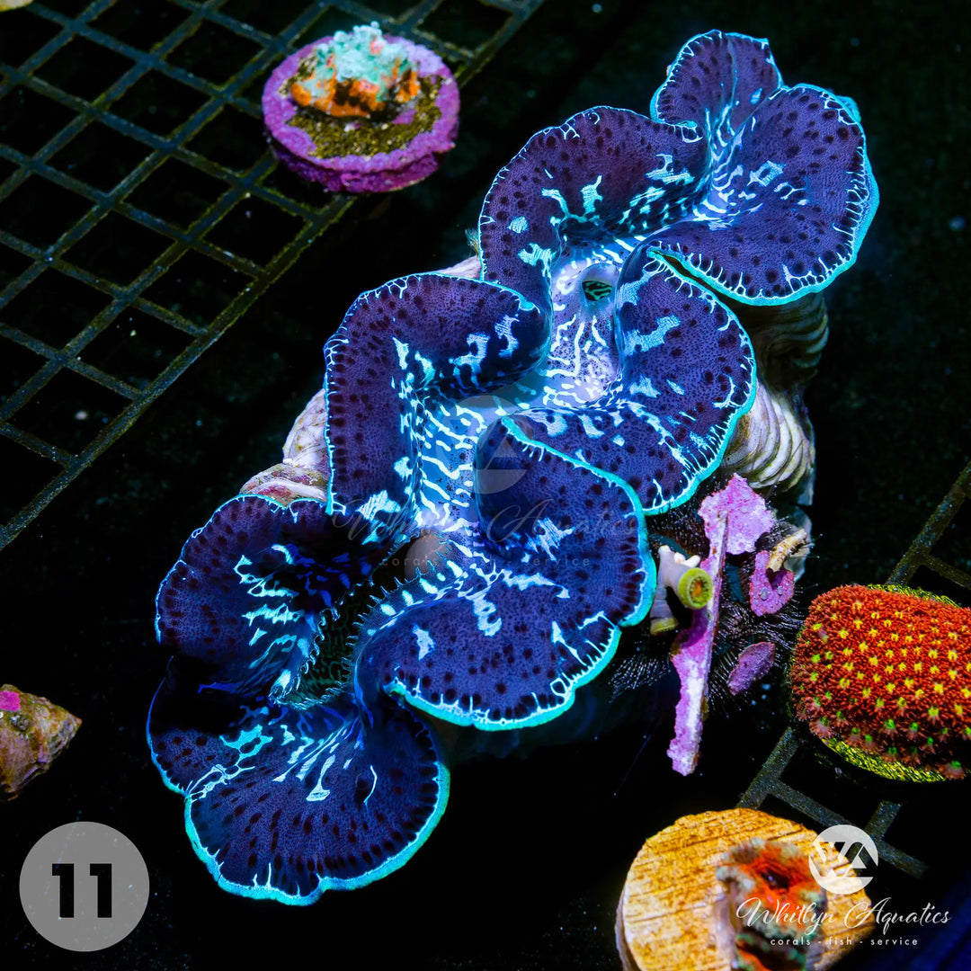 Ultra Blue Maxima Clams (Medium ~5") - WYSIWYG