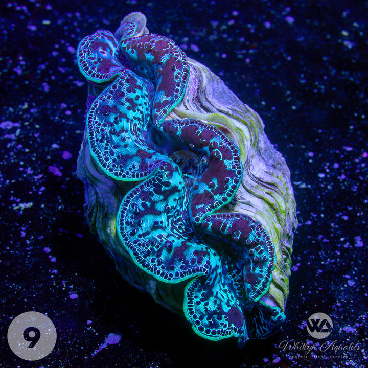 Ultra Blue Maxima Clams (Medium ~5") - WYSIWYG