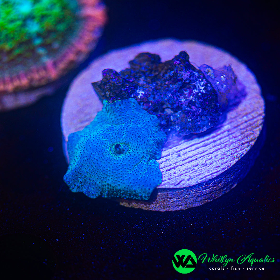 WA Blue Meanie Discosoma Mushroom