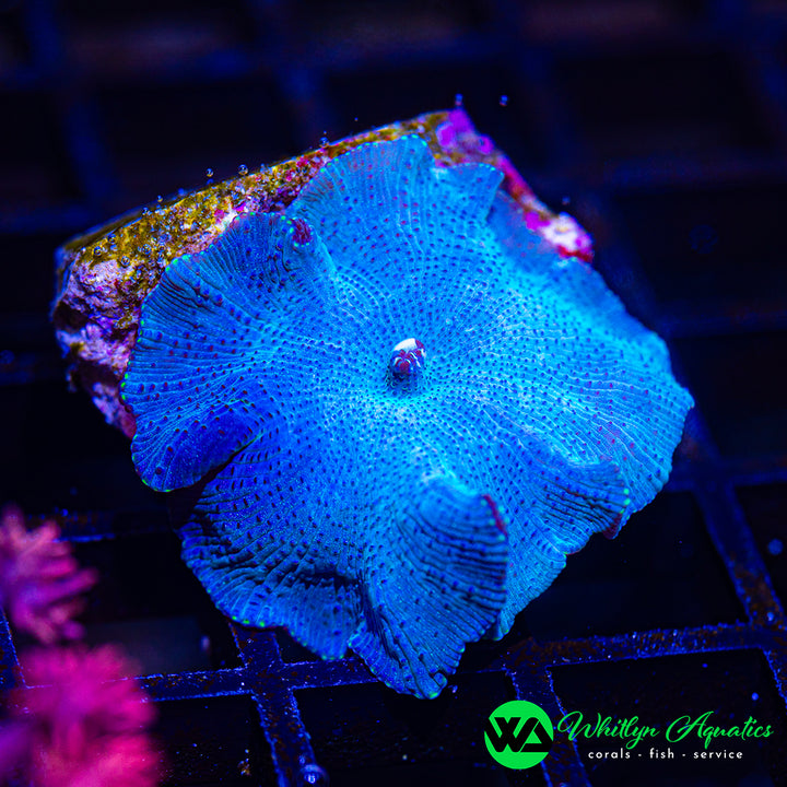 WA Blue Meanie Discosoma Mushroom