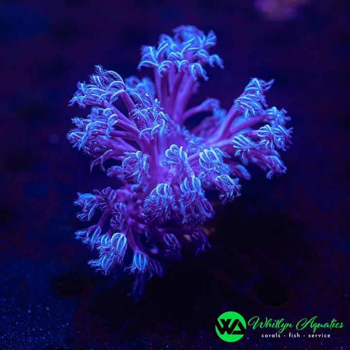 Blue / Purple Cespitularia
