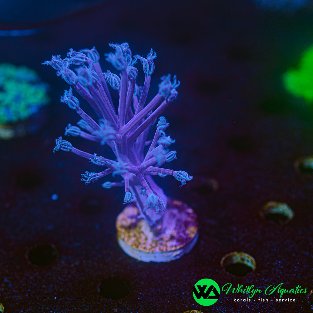 Blue / Purple Cespitularia