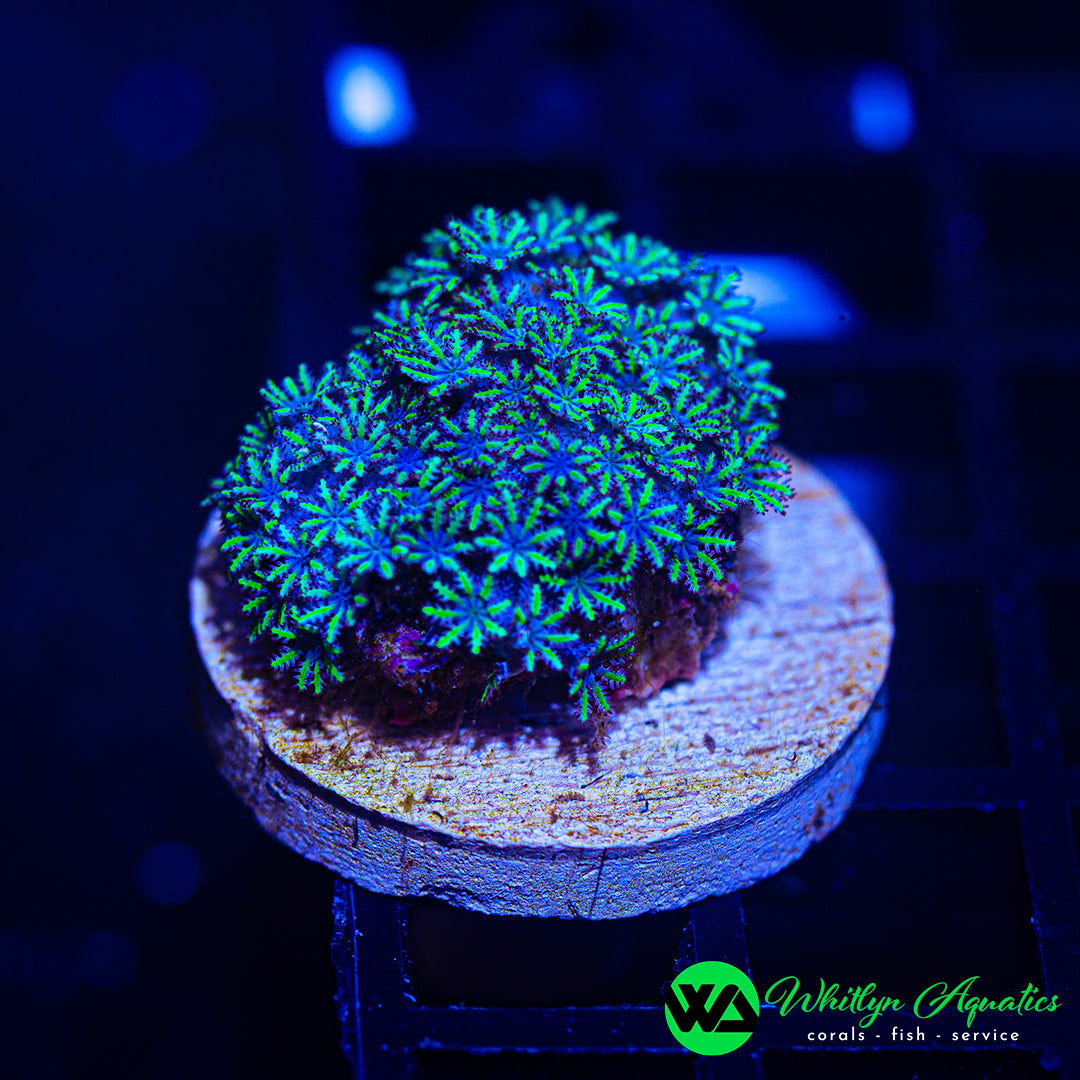 Blue Sympodium